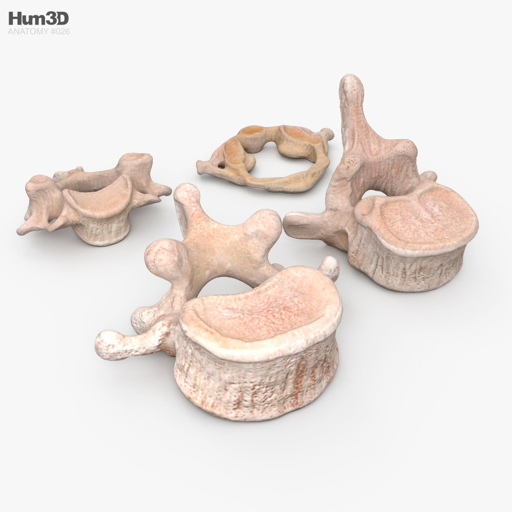 Human Vertebrae 3d model