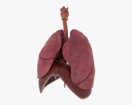 Sistema respiratorio umano Modello 3D