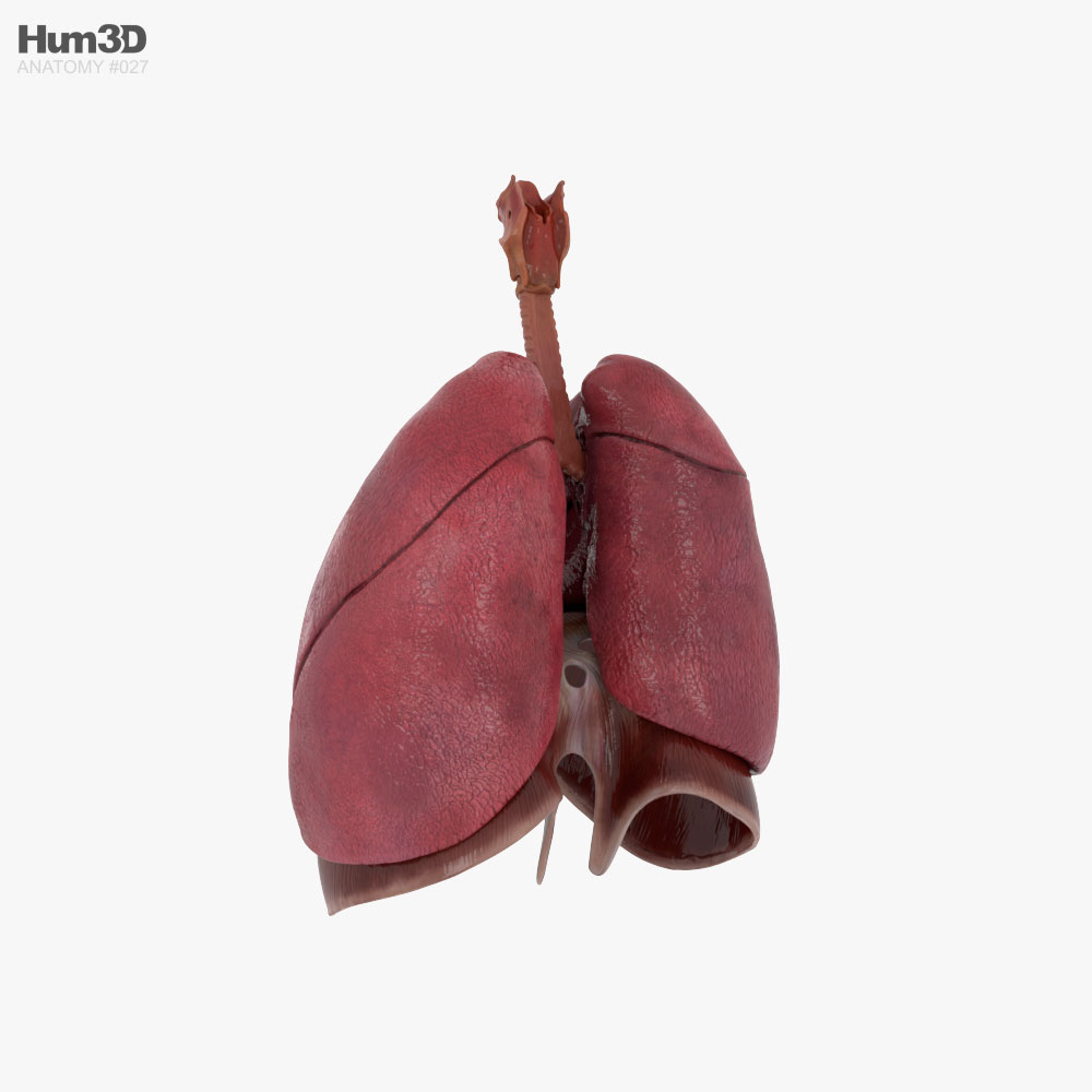 人間の呼吸器系 3Dモデル
