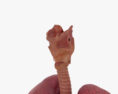 Menschliches Atmungssystem 3D-Modell