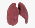 인간 호흡기 시스템 3D 모델 