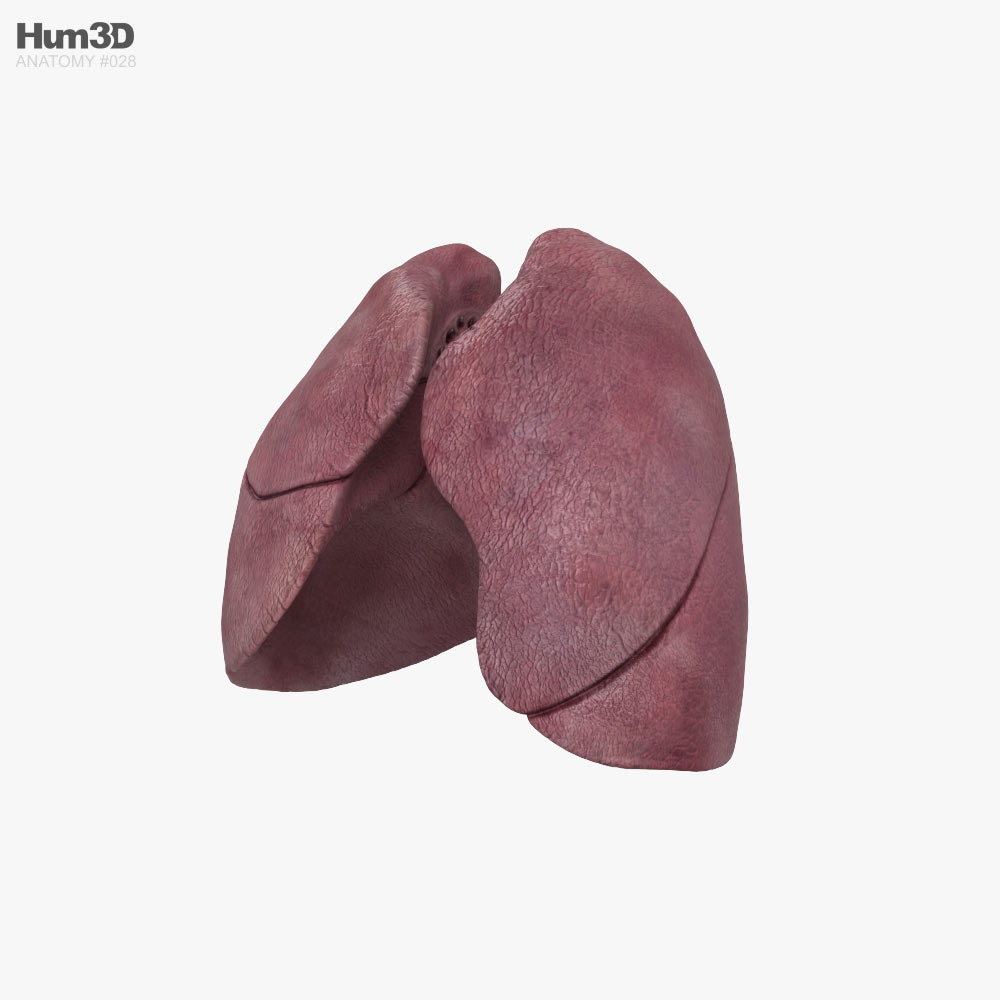 Lungs 3D model