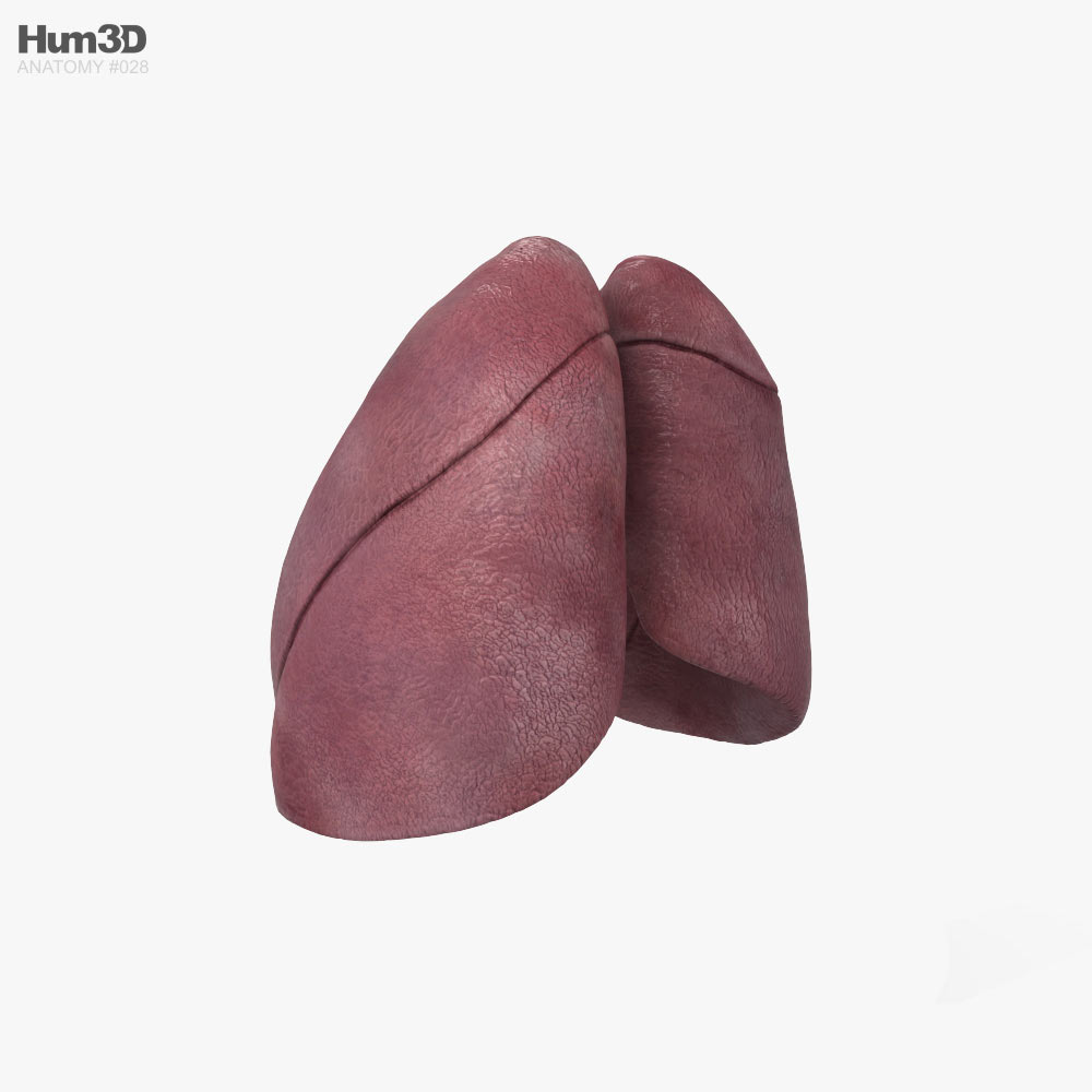 肺 3Dモデル