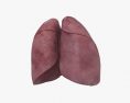Lungs 3d model