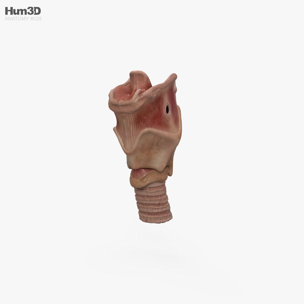 喉頭 3Dモデル