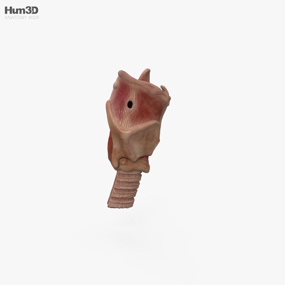 Larynx 3D model Anatomy on Hum3D