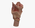 喉頭 3Dモデル