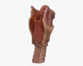 Larynx 3d model