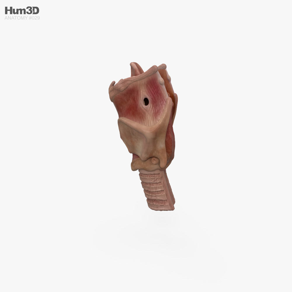 Larynx 3D model Anatomy on Hum3D