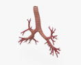 Albero bronchiale Modello 3D