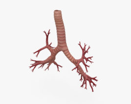 Bronchial tree 3D model