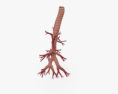 気管支樹 3Dモデル