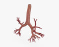Bronchial tree 3d model