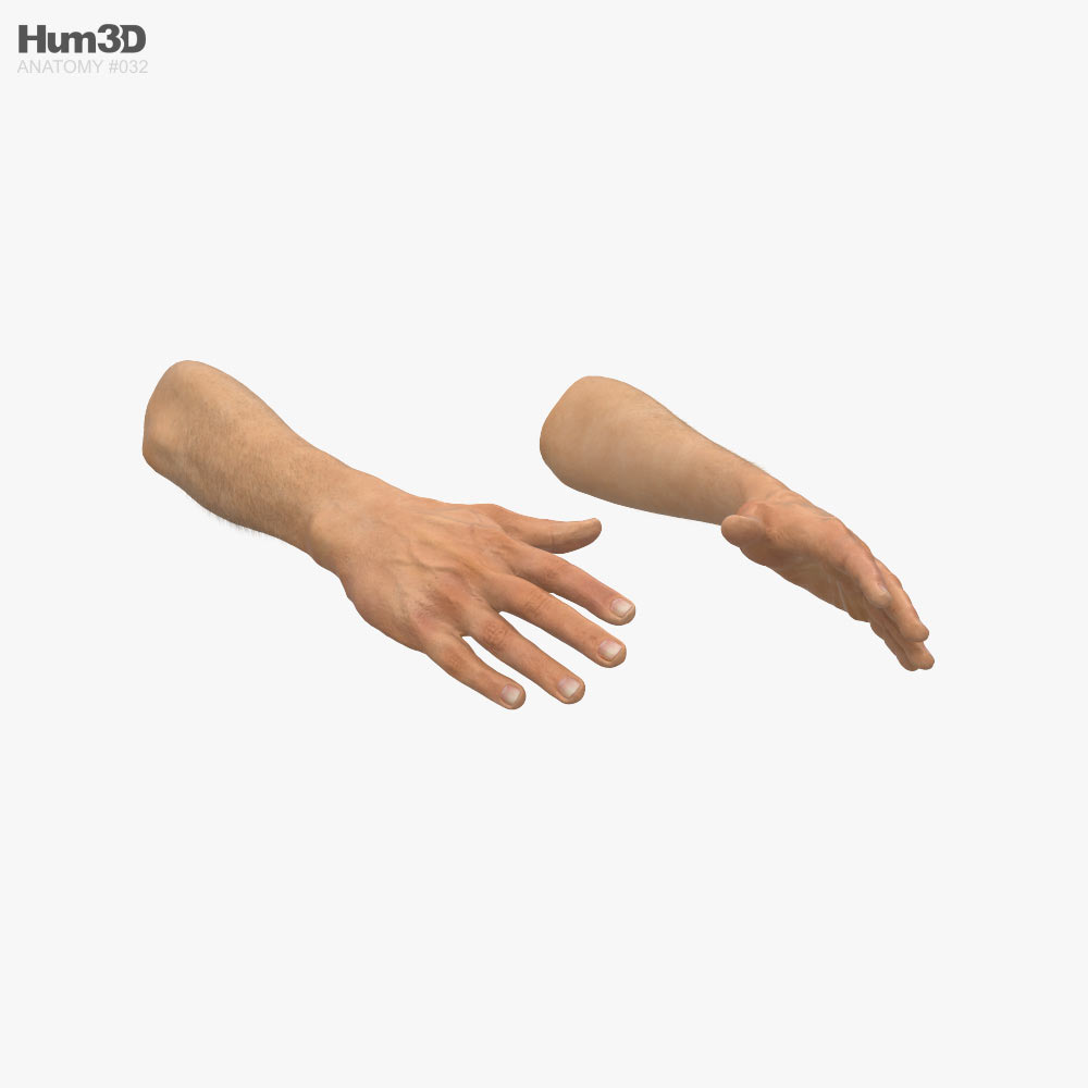男性の手 3Dモデル