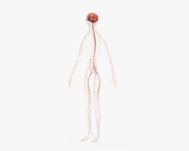 Sistema nervoso umano Modello 3D