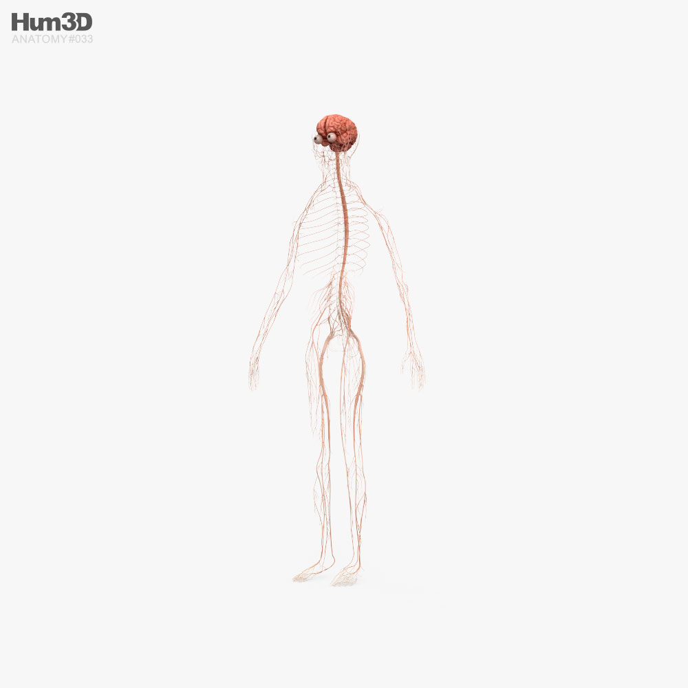 Sistema nervioso humano Modelo 3D