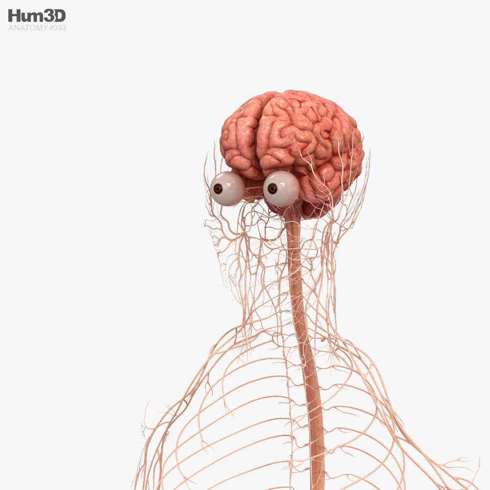 Sistema nervioso humano Modelo 3D Anatomía Humana on Hum3D