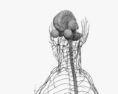 人体神经系统 3D模型