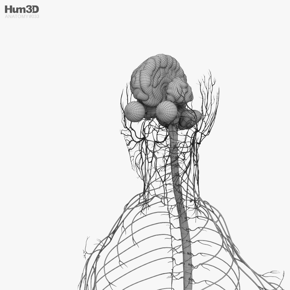 sistema nervioso humano modelo 3d anatomía humana on hum3d
