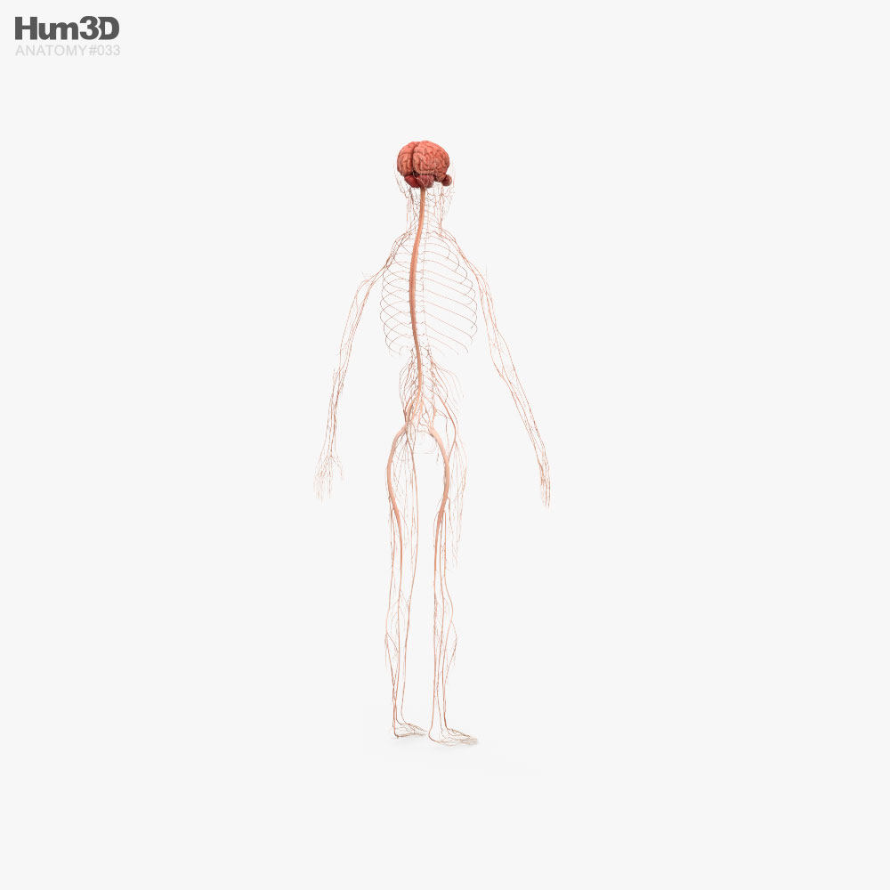 Human Nervous System 3d Model Anatomy On Hum3d 