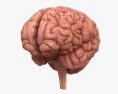 人間の脳 3Dモデル