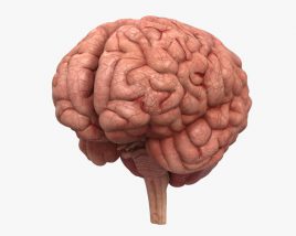 Human Brain 3D model