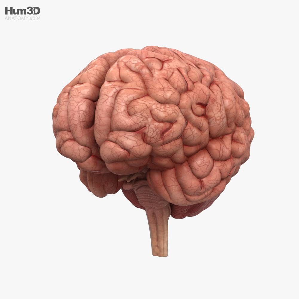 Cervello umano Modello 3D