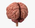 인간의 뇌 3D 모델 