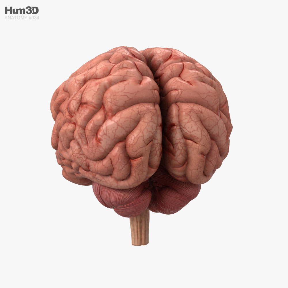 Menschliches Gehirn 3D-Modell