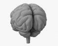 Cerebro humano Modelo 3D