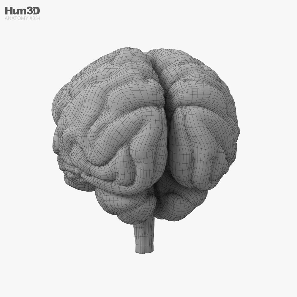 Parts Of The Brain 3d Model