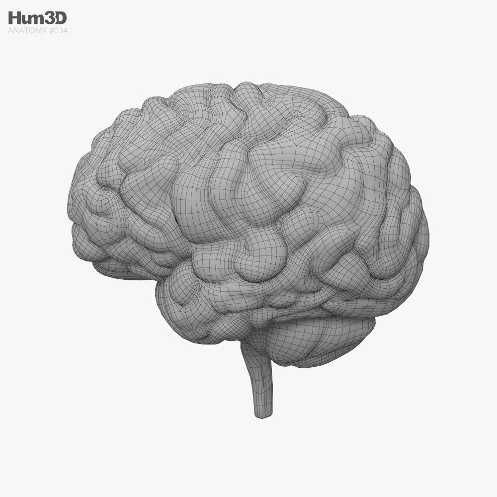 Cerebro humano Modelo 3D - Anatomía Humana on Hum3D