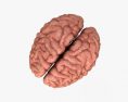 Human Brain 3d model
