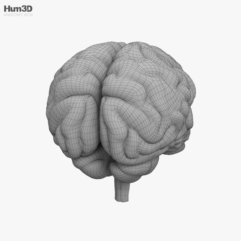 人間の脳 3dモデル アナトミー On Hum3d