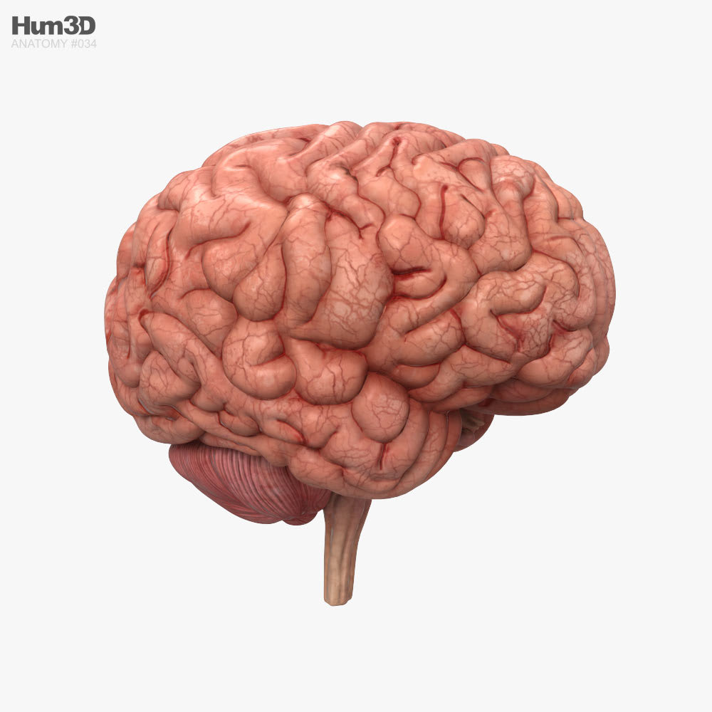 Cerebro humano Modelo 3D - Anatomía Humana on Hum3D