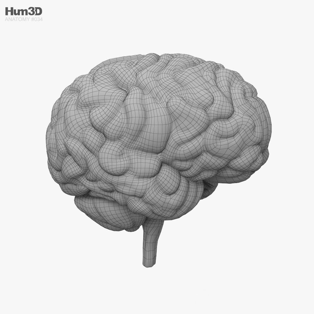 人間の脳 3dモデル アナトミー On Hum3d