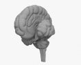 人間の脳 3Dモデル