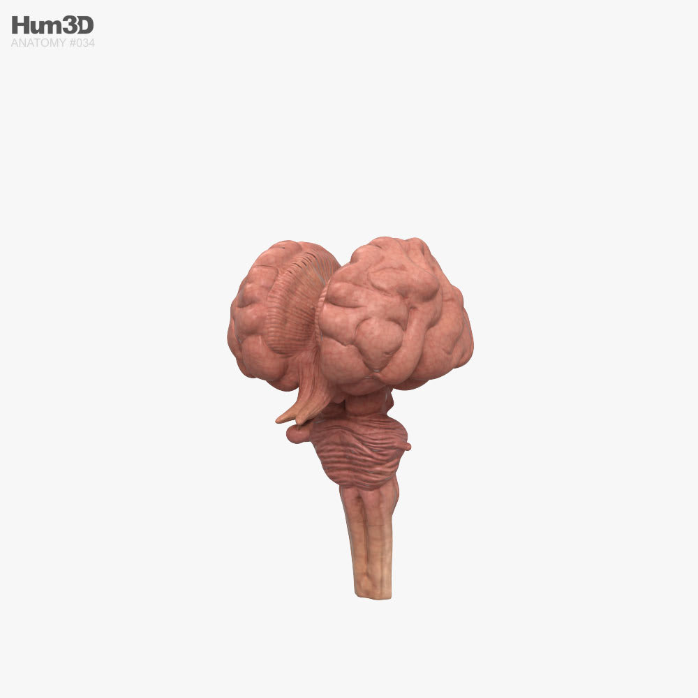 Cerebro humano Modelo 3D - Anatomía Humana on Hum3D