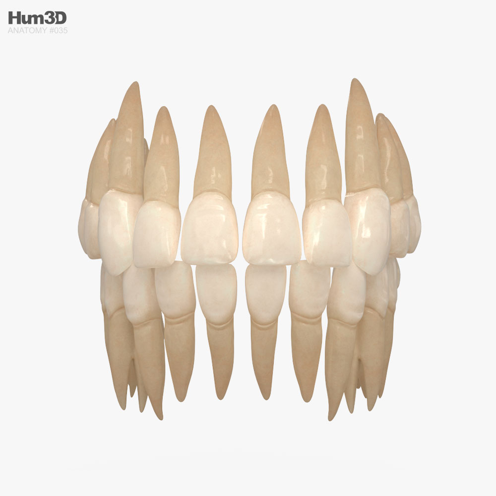 인간의 치아 3D 모델 