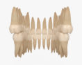 Dentes Humanos Modelo 3d