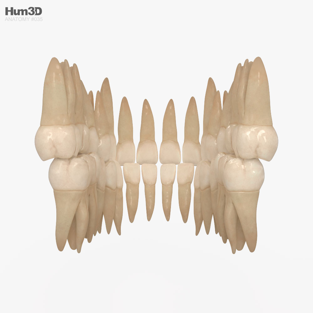 人牙 3D模型