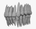 Human Teeth 3d model