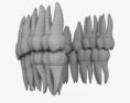 Dents humaines Modèle 3d