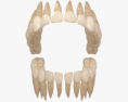 Denti umani Modello 3D