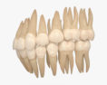인간의 치아 3D 모델 