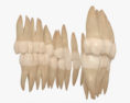 Зуби людини 3D модель