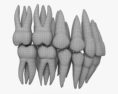 Зуби людини 3D модель