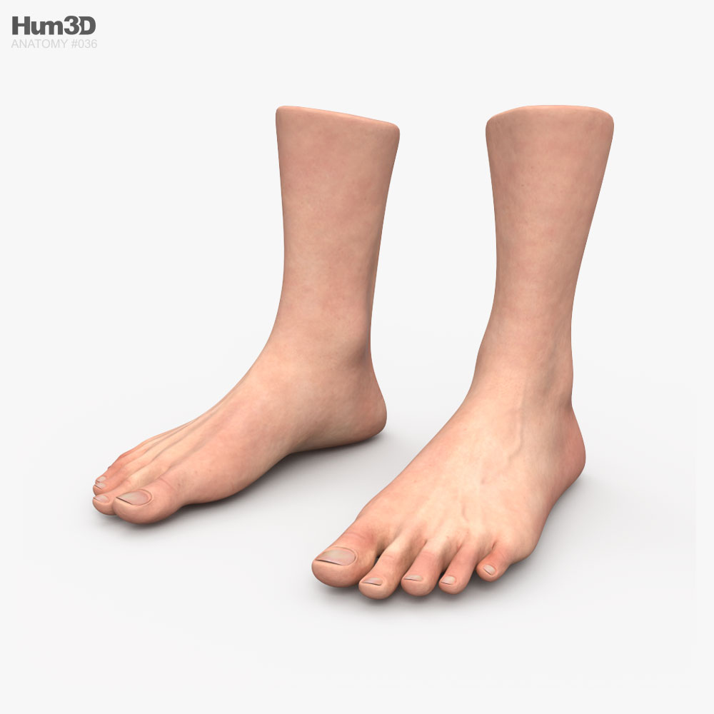 Male Foot 3D model
