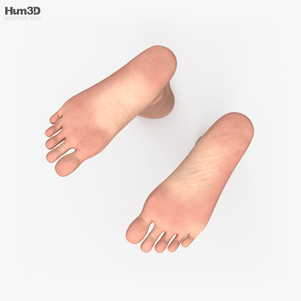 Male Foot 3d Model - Anatomy On Hum3d