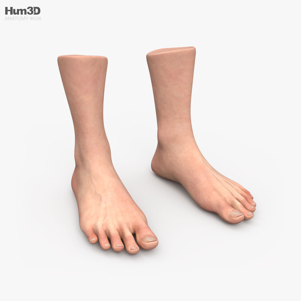 Male Foot 3D model - Anatomy on Hum3D